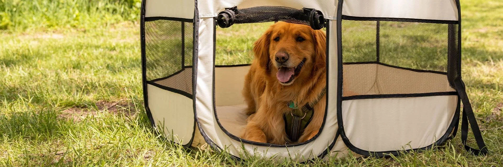 Dog in a Portable Pet Playpen on Grass Outdoors Dog in a Portable Pet Playpen on Grass Outdoors