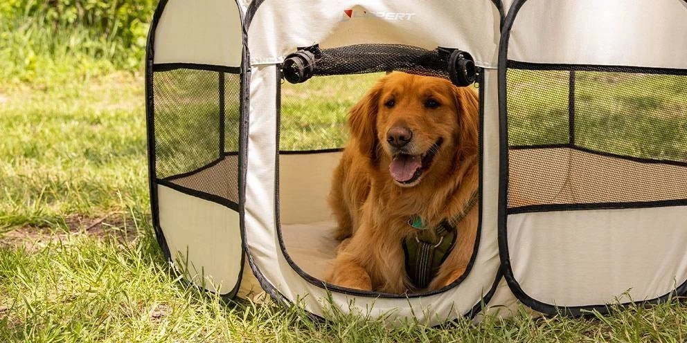 Dog in a Portable Pet Playpen on Grass Outdoors Dog in a Portable Pet Playpen on Grass Outdoors
