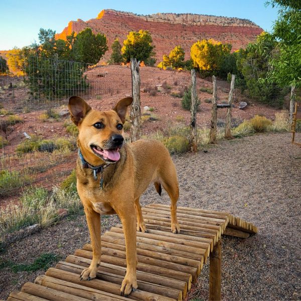 Bailey the dog at Grand Plateau RV Resort