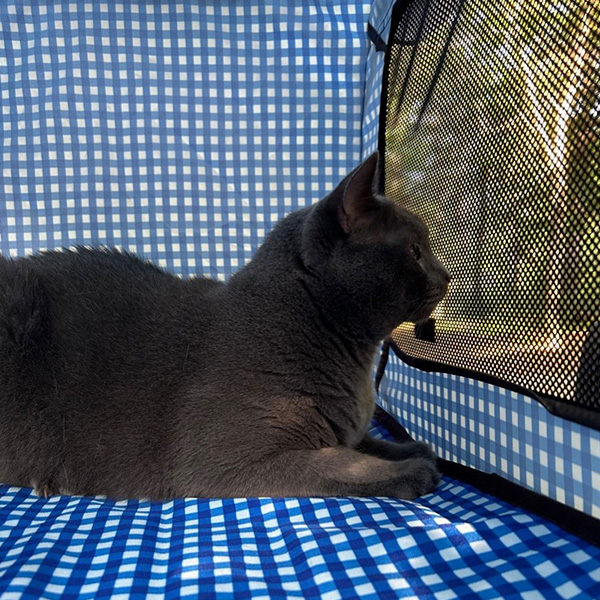Boomer laying in his outside crate