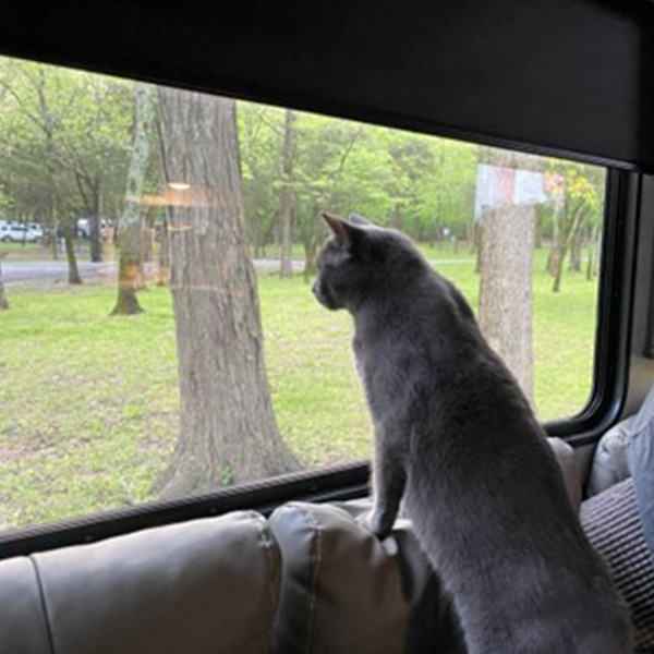 Boomer looking out an RV picture window
