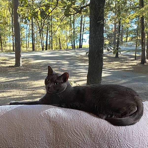 Boomer the cat