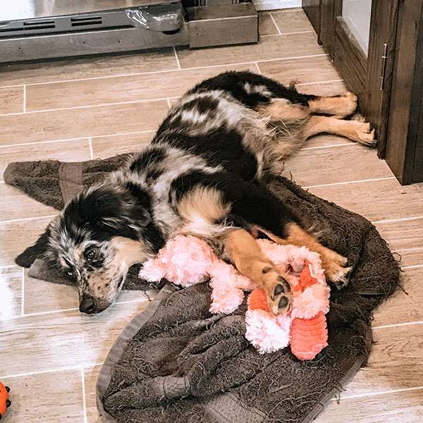 Dog laying on the floor of an RV